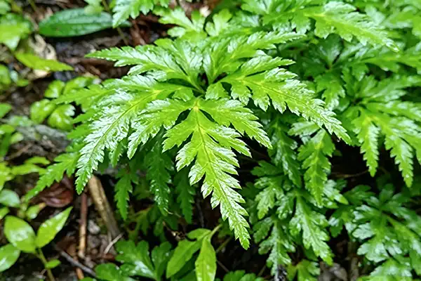How Does Rhizoma Coptidis Powder Improve Gut Health?